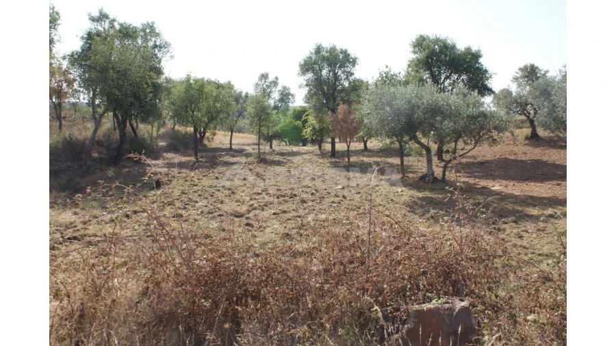 Quinta para Venda em Vale de Prazeres e Mata da Rainha Foto 23