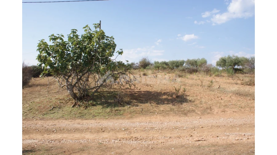 Quinta para Venda em Vale de Prazeres e Mata da Rainha Foto 14