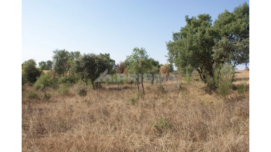Quinta para Venda em Vale de Prazeres e Mata da Rainha Foto 28