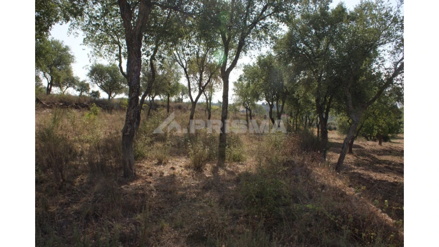 Quinta para Venda em Vale de Prazeres e Mata da Rainha Foto 25