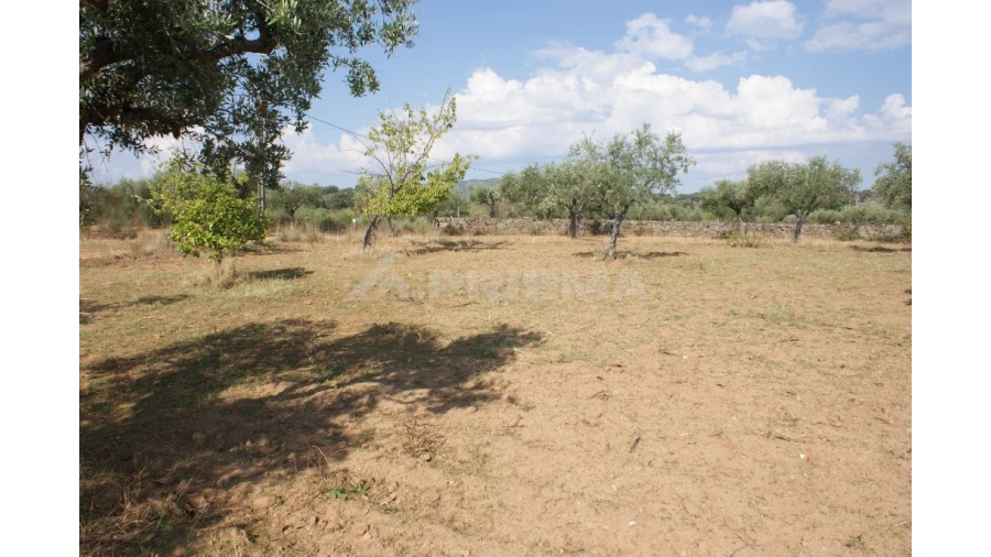 Quinta para Venda em Vale de Prazeres e Mata da Rainha Foto 13