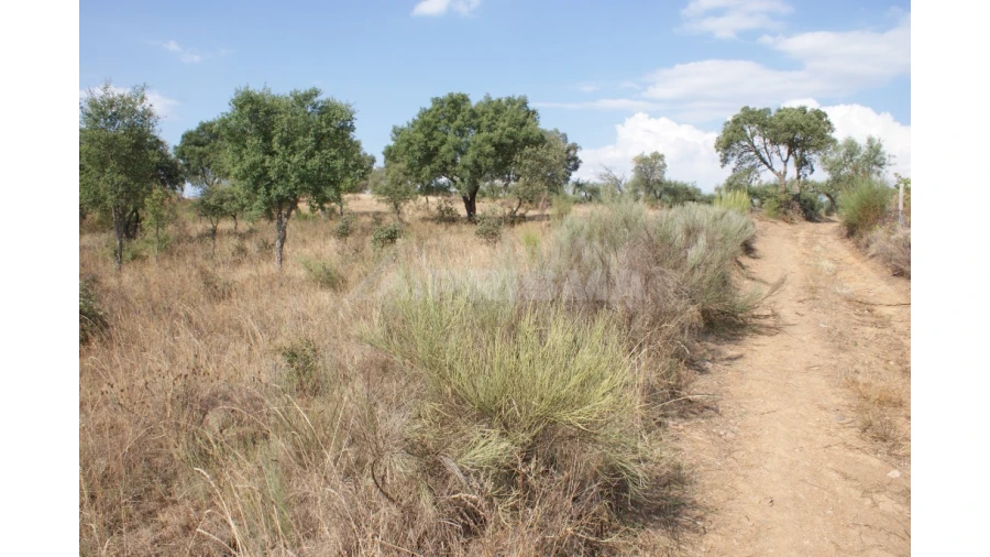 Quinta para Venda em Vale de Prazeres e Mata da Rainha Foto 30