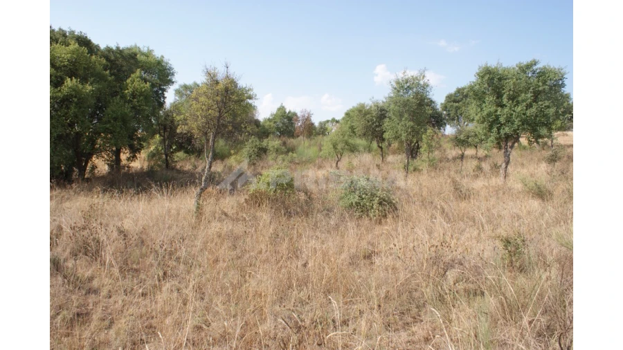 Quinta para Venda em Vale de Prazeres e Mata da Rainha Foto 29