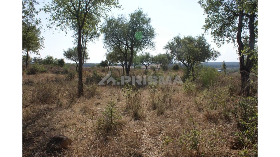 Quinta para Venda em Vale de Prazeres e Mata da Rainha Foto 26