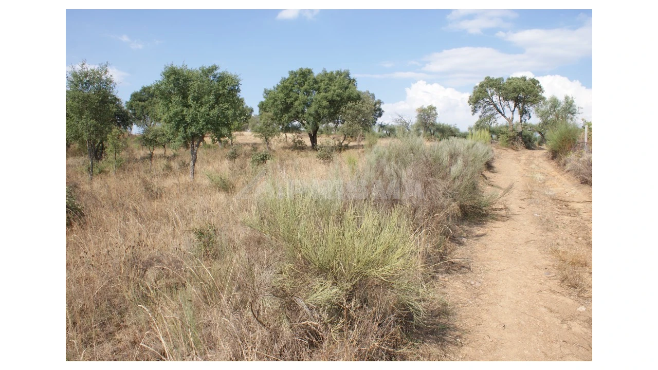 Quinta para Venda em Vale de Prazeres e Mata da Rainha Foto 30