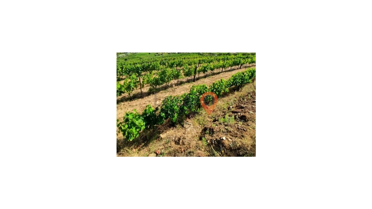 Terreno para Venda em Sanfins do Douro Foto 2