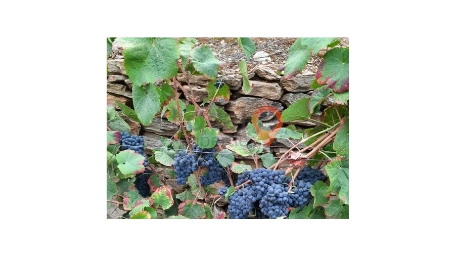 Terreno para Venda em Sanfins do Douro Foto 3