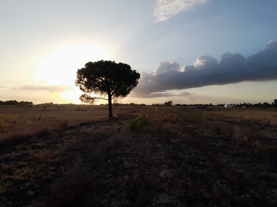 Terreno Agricola ou Rústico para Venda em Glória do Ribatejo e Granho Foto 6