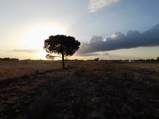 Terreno Agricola ou Rústico para Venda em Glória do Ribatejo e Granho Foto 6