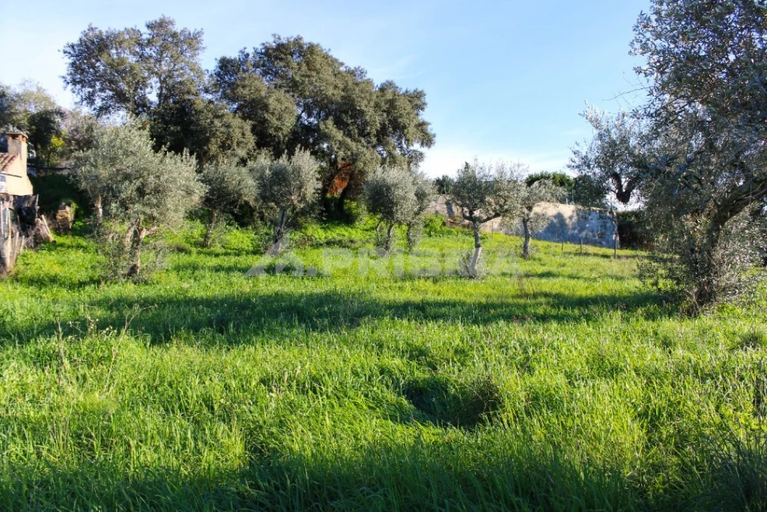 Terreno para Venda em Salgueiro do Campo Foto 3