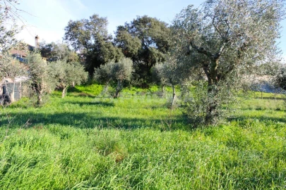 Terreno para Venda em Salgueiro do Campo
