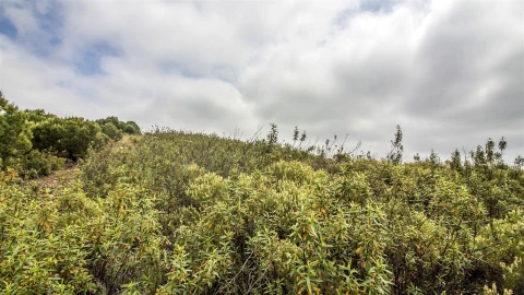 Terreno Agricola ou Rústico para Venda em Alcoutim e Pereiro