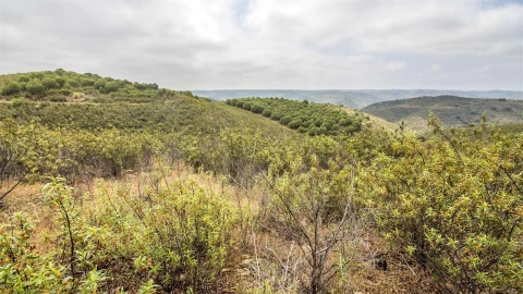 Terreno Agricola ou Rústico para Venda em Alcoutim e Pereiro