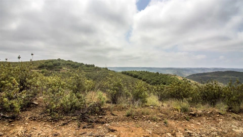 Terreno Agricola ou Rústico para Venda em Alcoutim e Pereiro