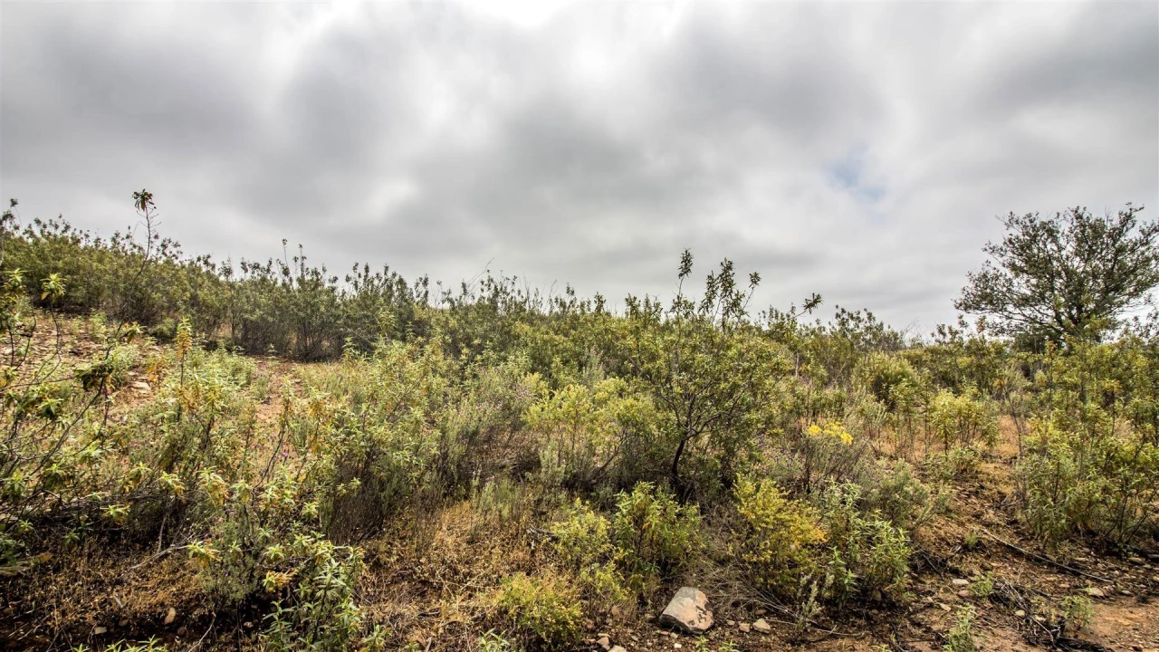 Terreno Agricola ou Rústico para Venda em Alcoutim e Pereiro Foto 2