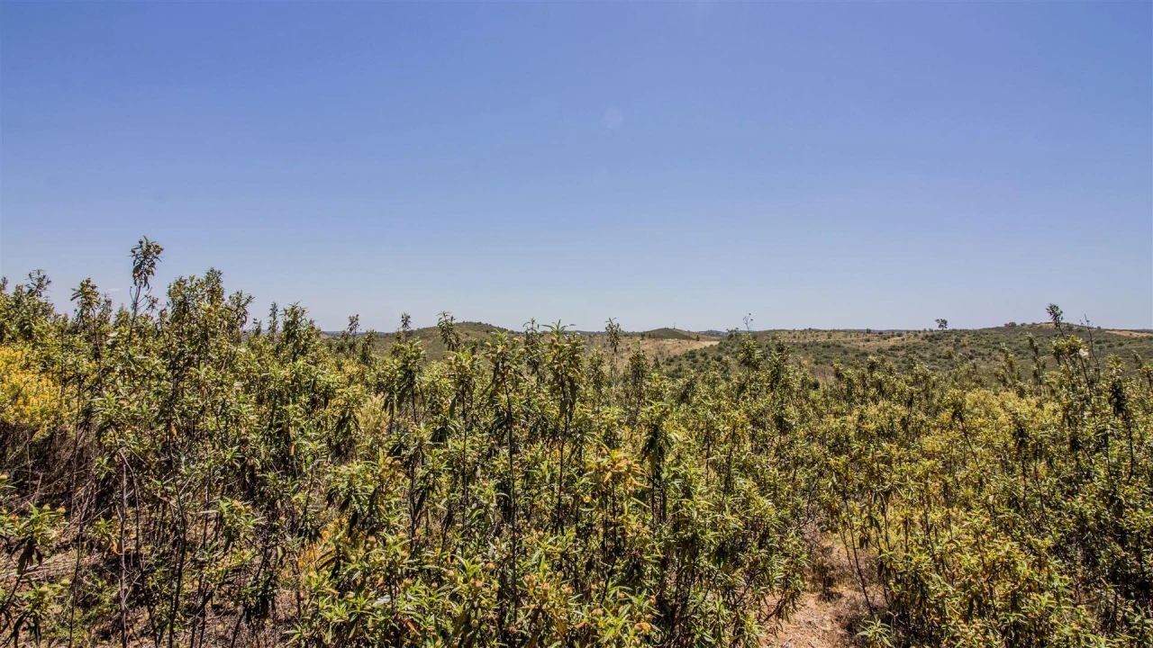 Terreno Agricola ou Rústico para Venda em Alcoutim e Pereiro Foto 2