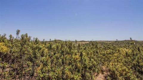 Terreno Agricola ou Rústico para Venda em Alcoutim e Pereiro
