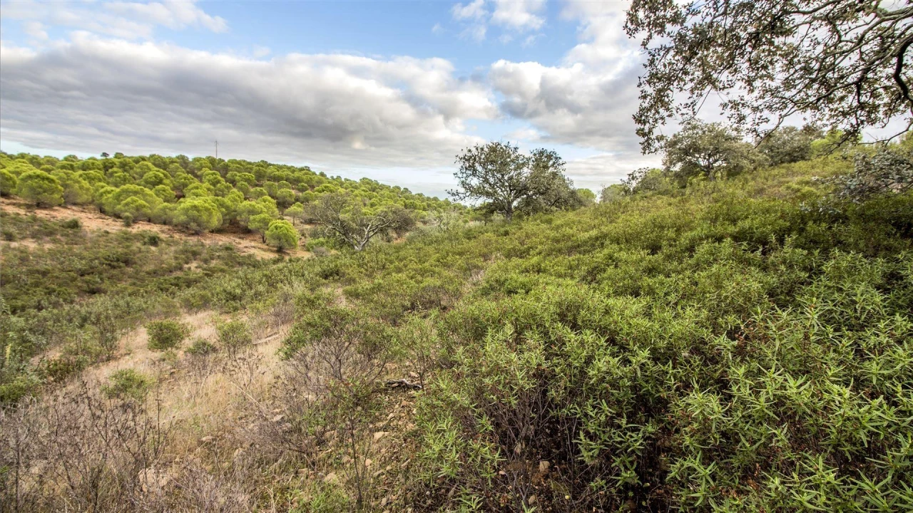 Terreno Agricola ou Rústico para Venda em Odeleite Foto 5