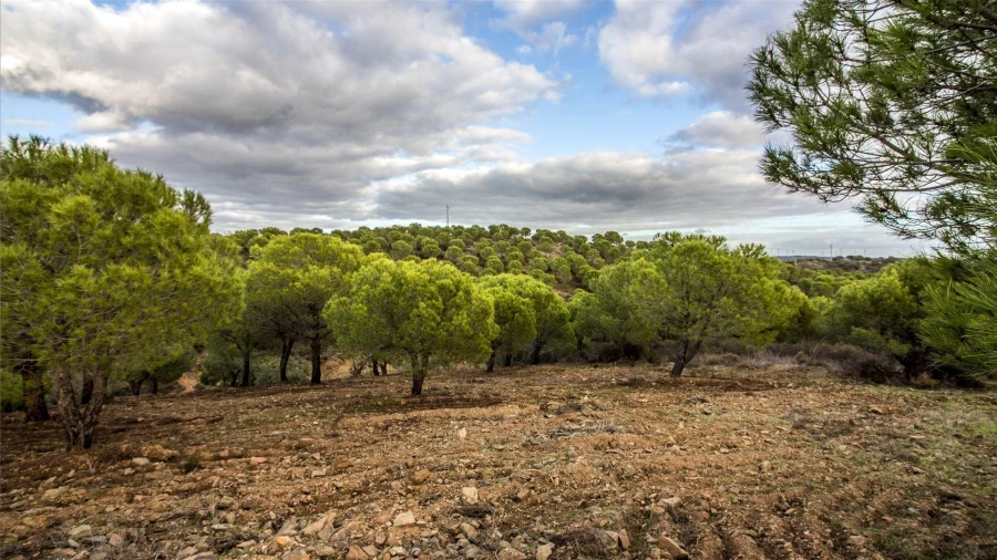 Terreno Agricola ou Rústico para Venda em Odeleite Foto 4