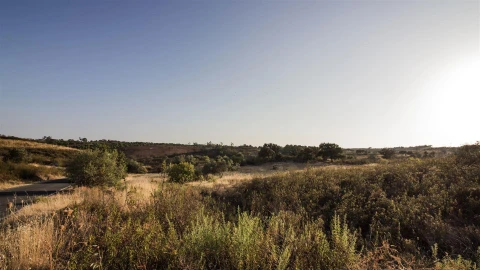 Terreno Agricola ou Rústico para Venda em Azinhal