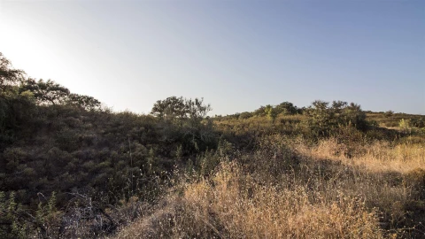 Terreno Agricola ou Rústico para Venda em Azinhal