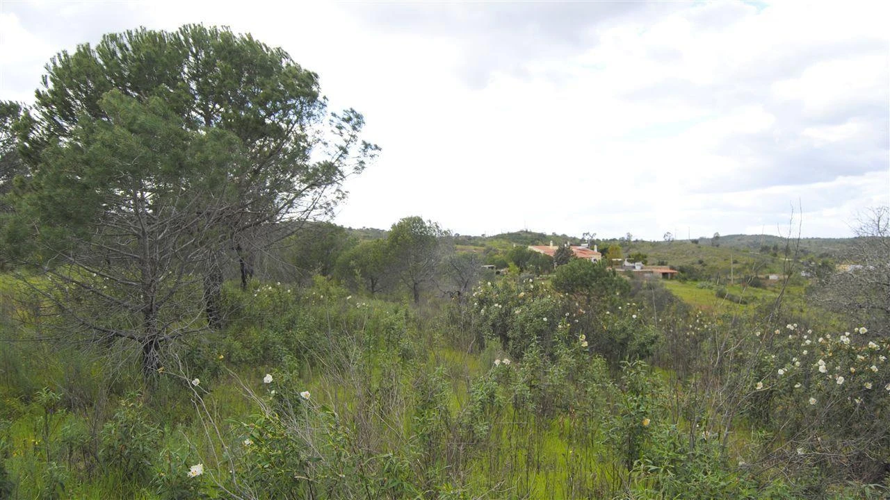 Terreno Agricola ou Rústico para Venda em Azinhal Foto 10