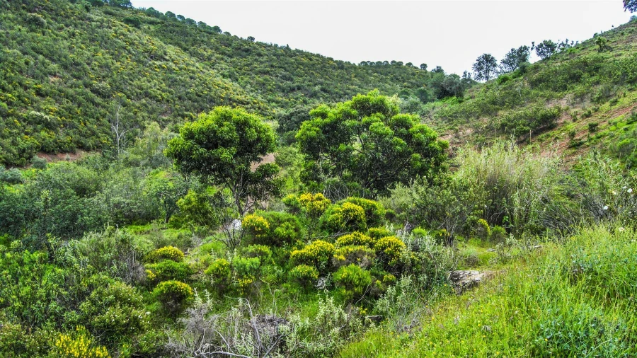 Terreno Agricola ou Rústico para Venda em Vila Nova de Cacela Foto 1
