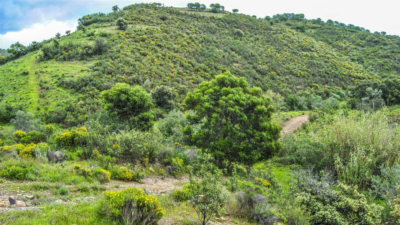 Terreno Agricola ou Rústico para Venda em Vila Nova de Cacela Foto 3