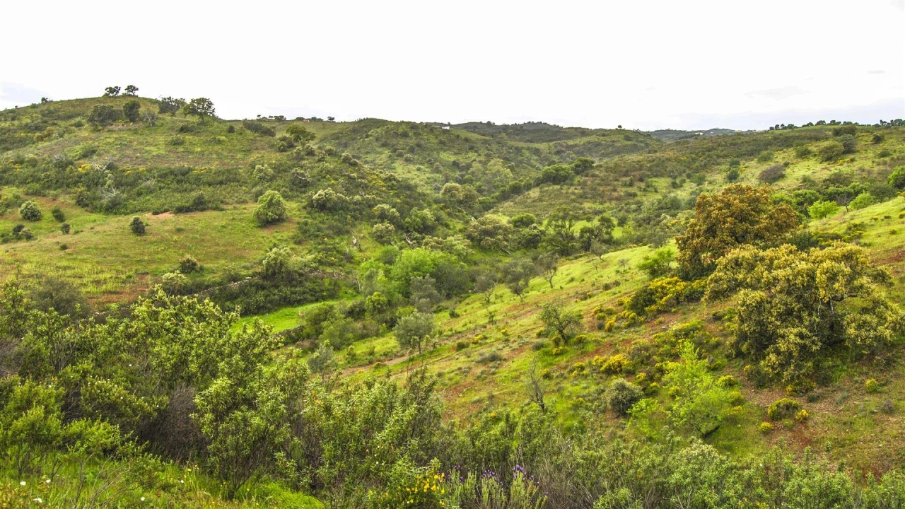 Terreno Agricola ou Rústico para Venda em Vila Nova de Cacela Foto 4