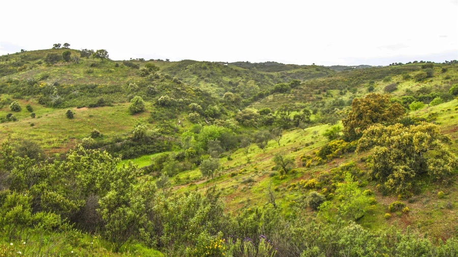 Terreno Agricola ou Rústico para Venda em Vila Nova de Cacela Foto 4