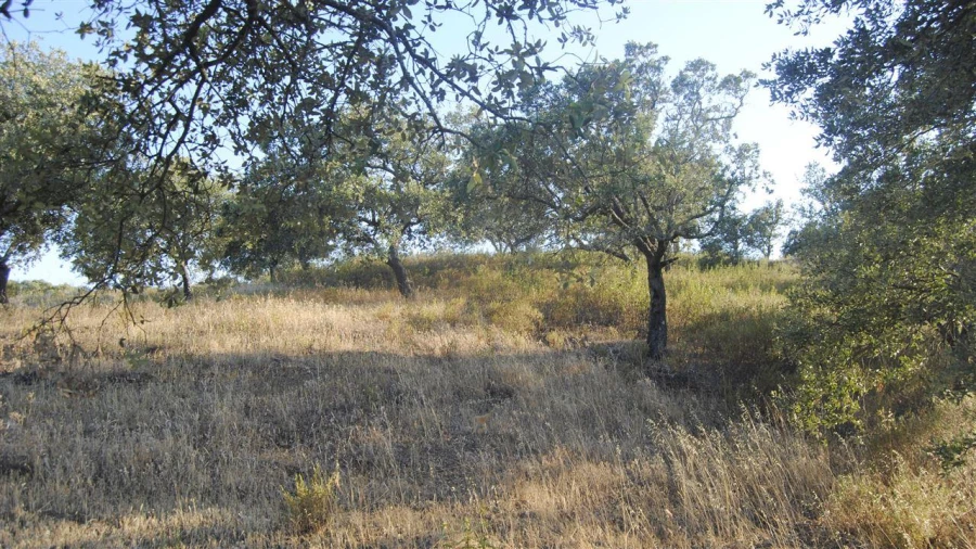 Terreno Agricola ou Rústico para Venda em Odeleite Foto 5