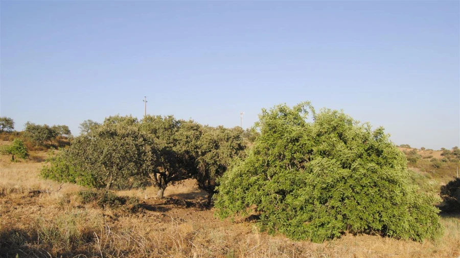 Terreno Agricola ou Rústico para Venda em Odeleite Foto 2