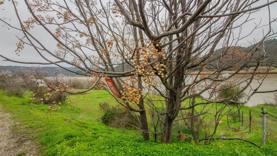Terreno Agricola ou Rústico para Venda em Alcoutim e Pereiro Foto 3
