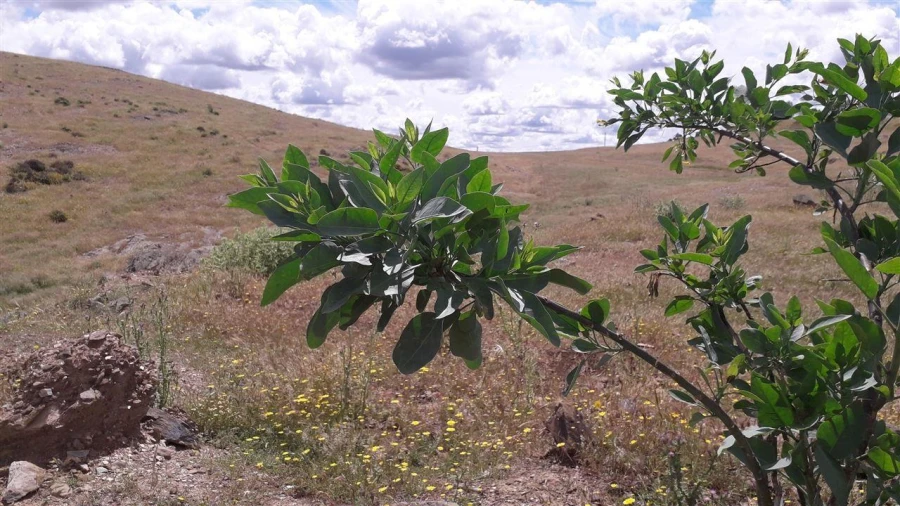 Terreno para Venda em Santana de Cambas Foto 3