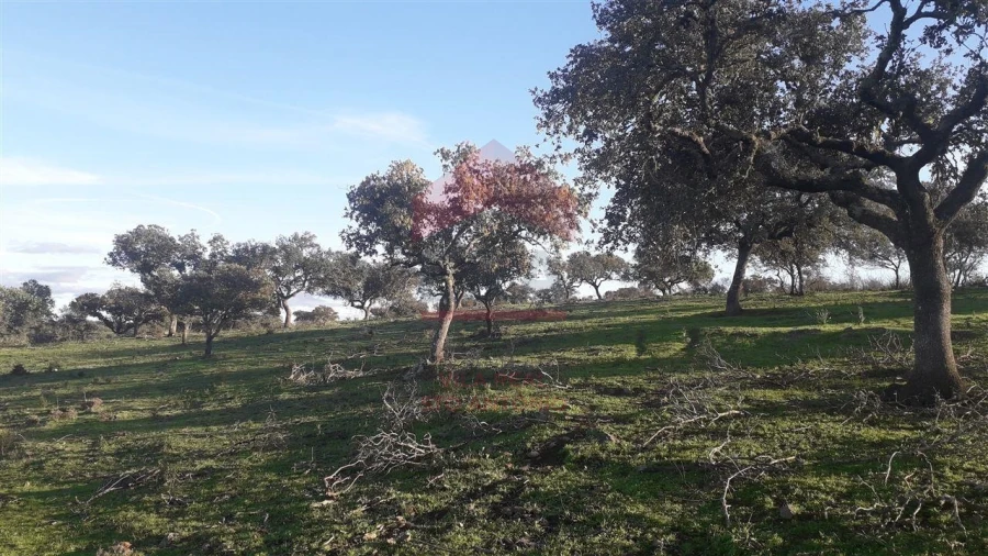 Quinta T0 para Venda em Mertola Foto 5