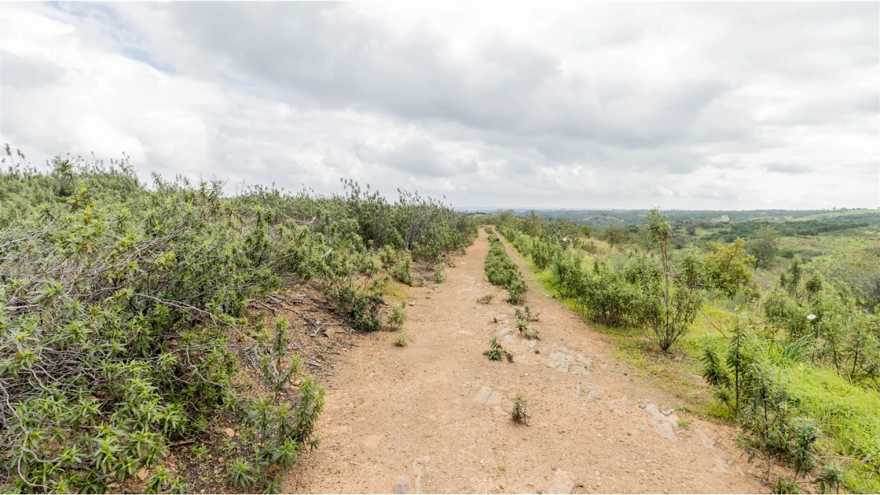 Terreno Agricola ou Rústico para Venda em Odeleite Foto 1