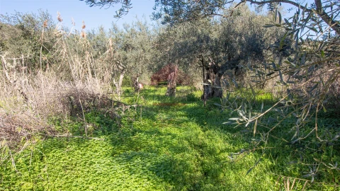 Terreno Agricola ou Rústico para Venda em Alcoutim e Pereiro