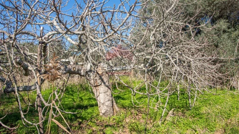 Terreno Agricola ou Rústico para Venda em Alcoutim e Pereiro
