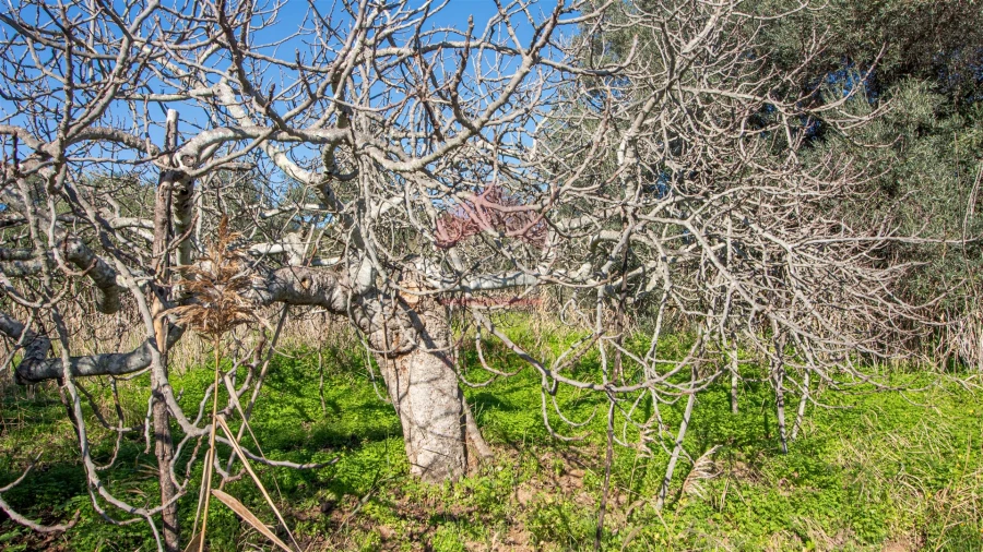 Terreno Agricola ou Rústico para Venda em Alcoutim e Pereiro Foto 7