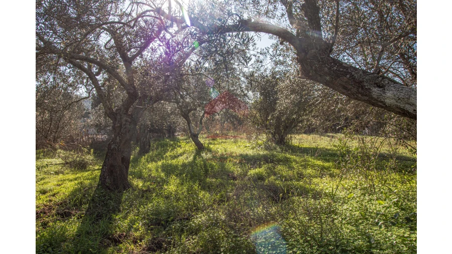 Terreno Agricola ou Rústico para Venda em Alcoutim e Pereiro Foto 5