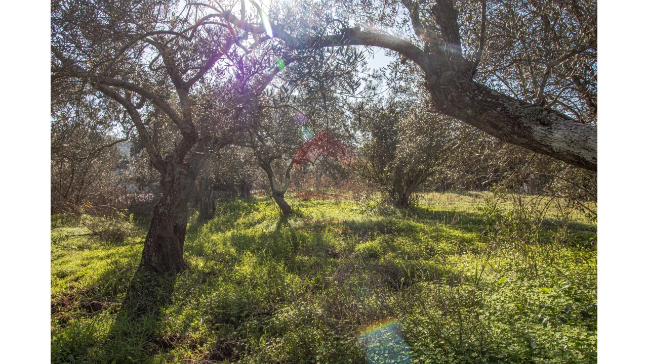 Terreno Agricola ou Rústico para Venda em Alcoutim e Pereiro Foto 5
