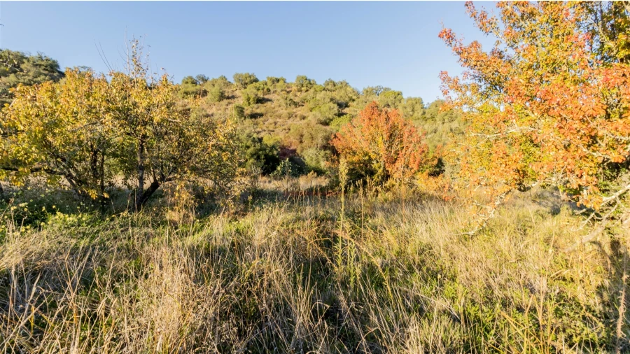 Terreno Agricola ou Rústico para Venda em Azinhal Foto 5