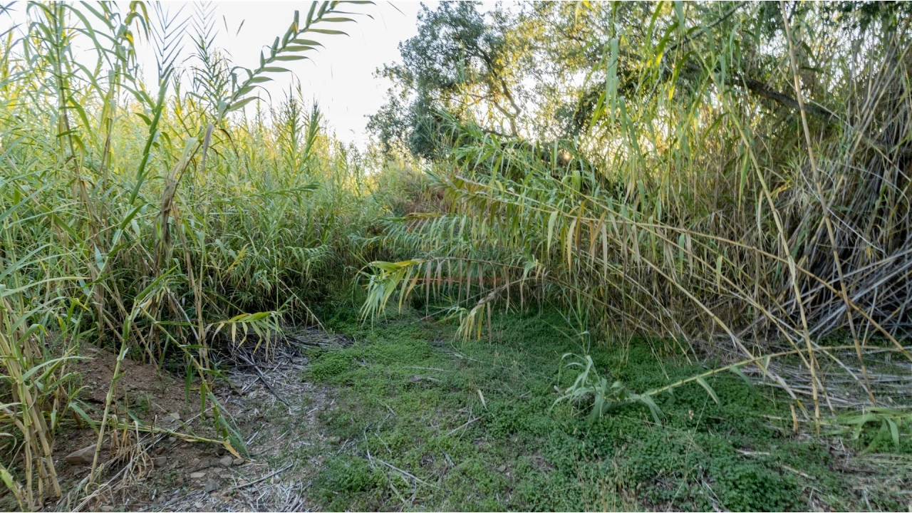 Terreno Agricola ou Rústico para Venda em Azinhal Foto 2