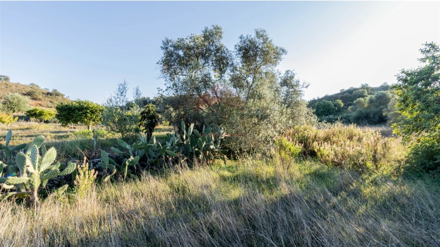 Terreno Agricola ou Rústico para Venda em Azinhal Foto 5