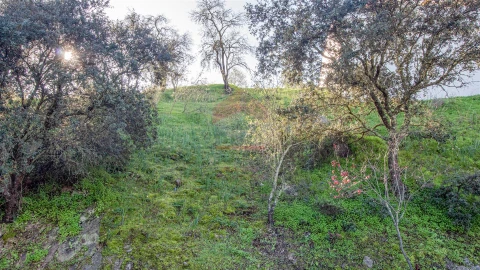 Terreno para Venda em Alcoutim e Pereiro