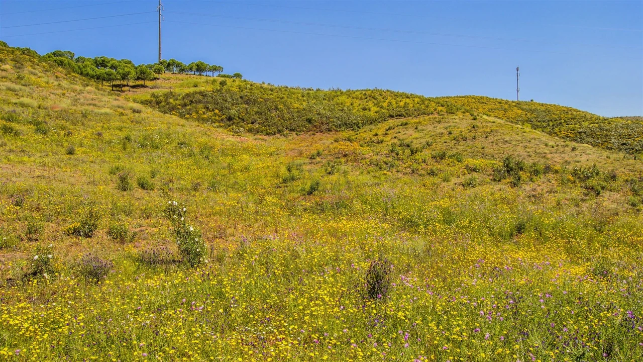 Terreno Agricola ou Rústico para Venda em Castro Marim Foto 3