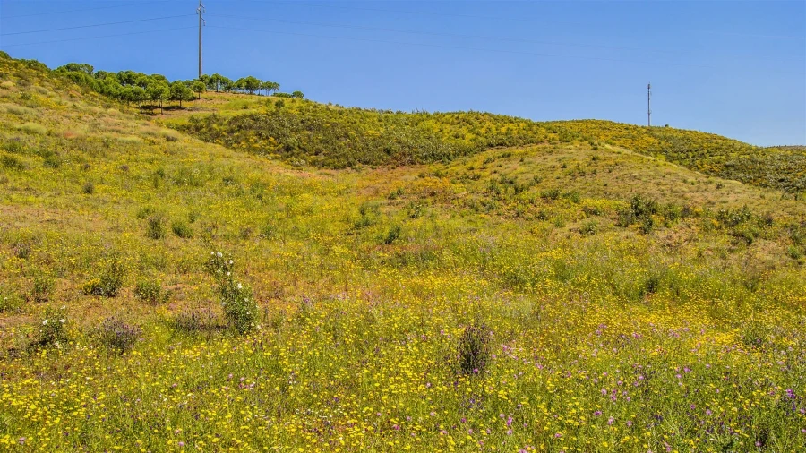 Terreno Agricola ou Rústico para Venda em Castro Marim Foto 3