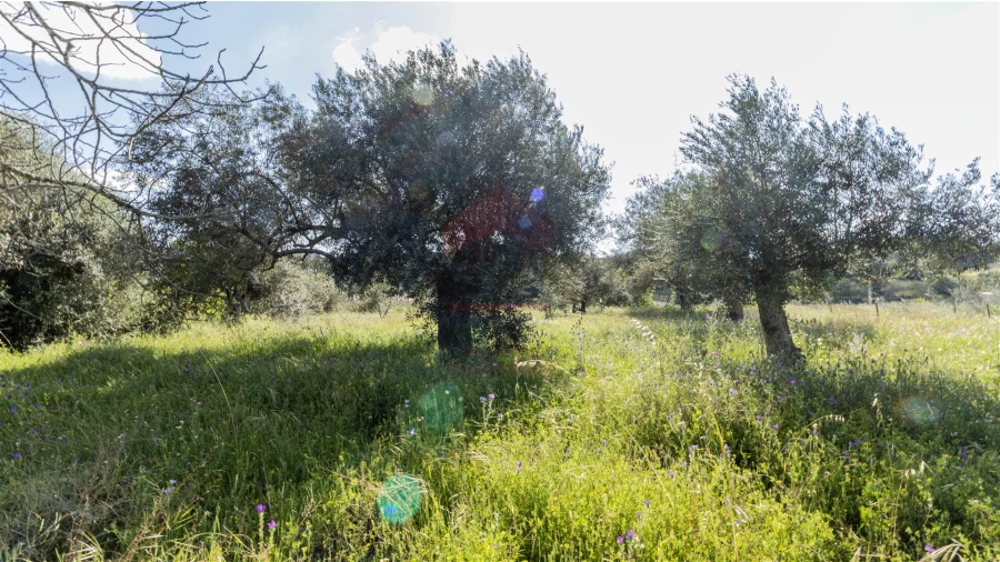 Terreno Agricola ou Rústico para Venda em Alcoutim e Pereiro Foto 5