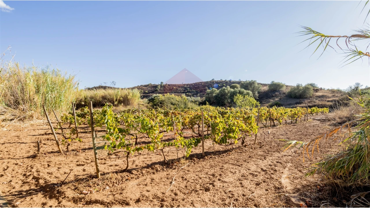 Terreno Agricola ou Rústico para Venda em Azinhal Foto 4