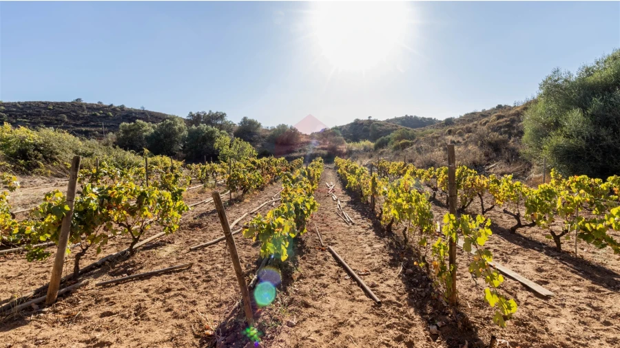 Terreno Agricola ou Rústico para Venda em Azinhal Foto 3